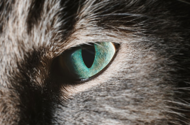 Gros plan d'un œil vert d'un chat gris. Macrophotographie