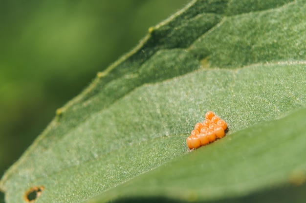 Gros plan d'œufs d'araignée jaune sur une feuille verte