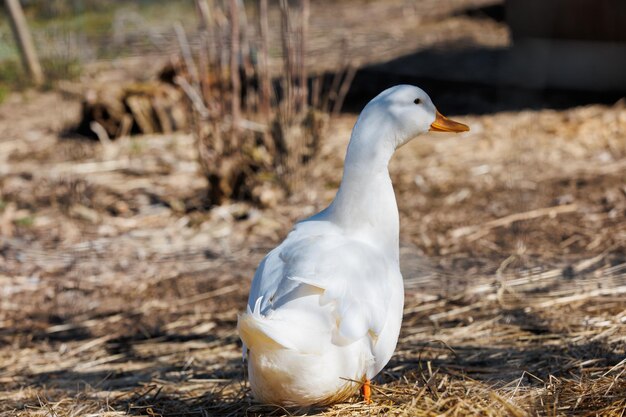 Un gros plan d'une oie blanche dans une écoferme