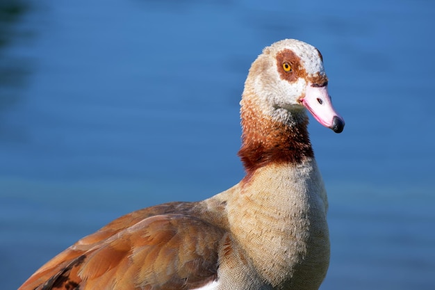 gros plan de l'oie égyptienne sur le fond bleu de l'eau