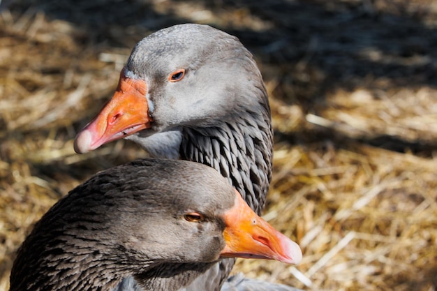 Gros plan d'oies marchant sur une écoferme