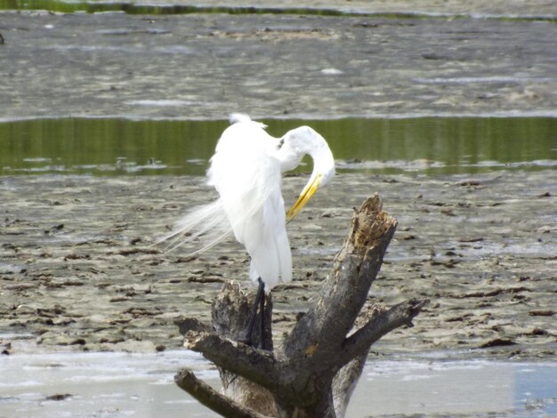 Photo un gros plan de l'oiseau blanc