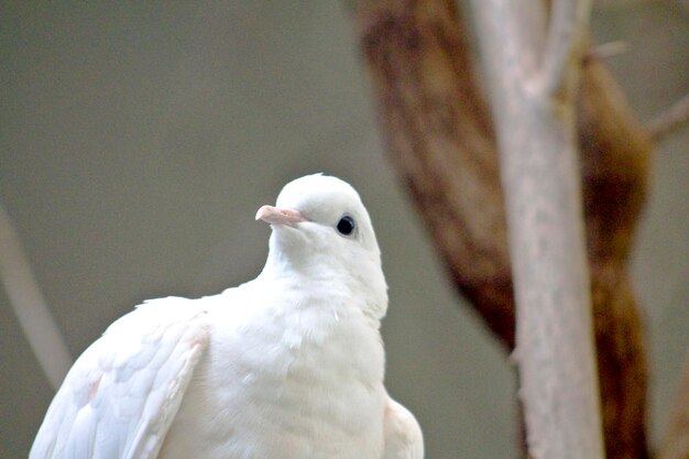 Photo un gros plan de l'oiseau blanc