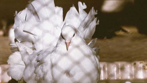 Photo un gros plan de l'oiseau blanc