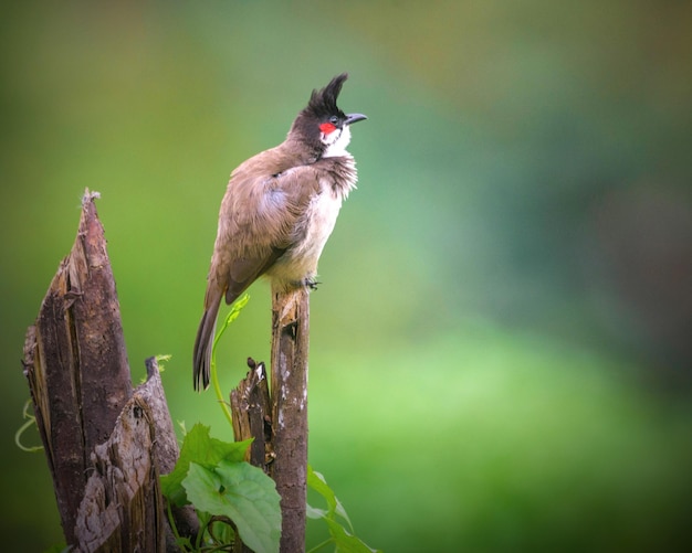 Gros plan d'un oiseau bulbul à moustaches rouges perché sur un arbre cassé