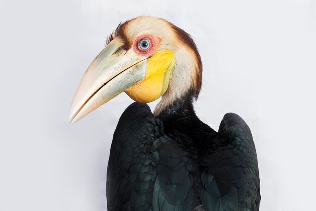 Gros plan d'oiseau calao couronné (Aceros undulatus) sur fond blanc