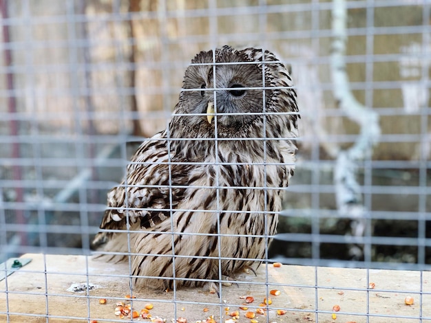 Photo un gros plan d'un oiseau dans une cage