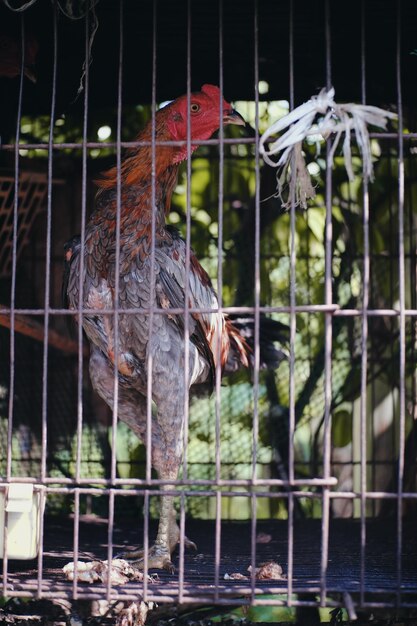 Photo un gros plan d'un oiseau dans une cage