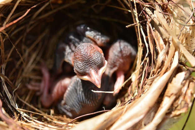 Photo un gros plan d'un oiseau dans son nid