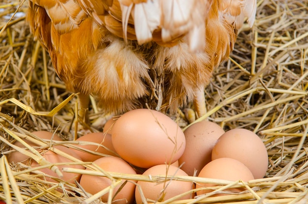 Photo un gros plan d'un oiseau dans son nid