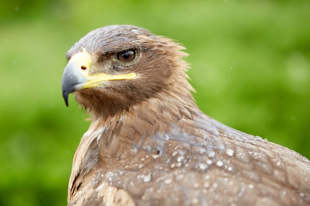 gros plan oiseau faucon