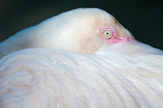 Gros plan oiseau flamant rose