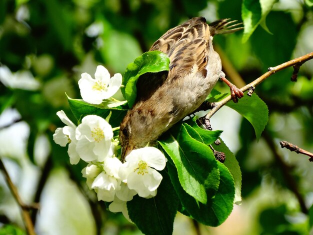 Photo un gros plan d'un oiseau sur une fleur blanche