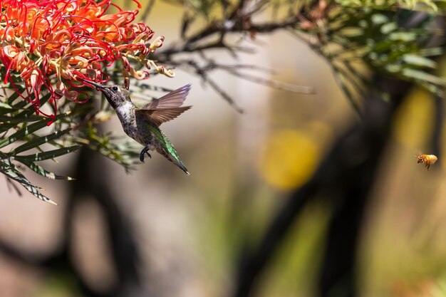 Un gros plan d'un oiseau sur une fleur