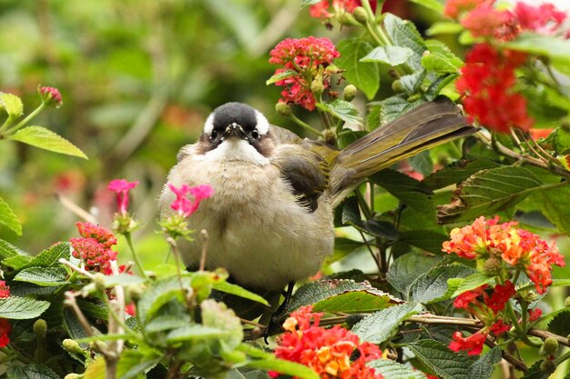 Un gros plan d'un oiseau sur une fleur