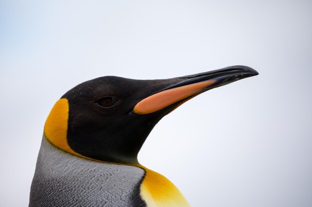 Un gros plan d'un oiseau sur un fond blanc