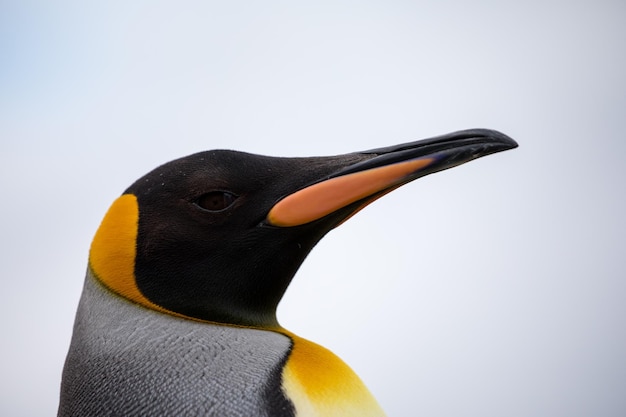 Un gros plan d'un oiseau sur un fond blanc