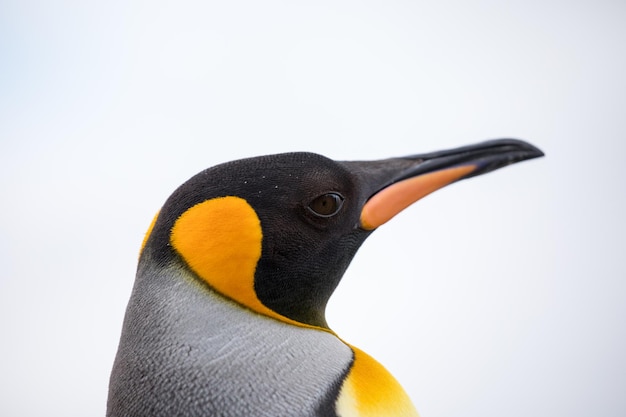 Un gros plan d'un oiseau sur un fond blanc