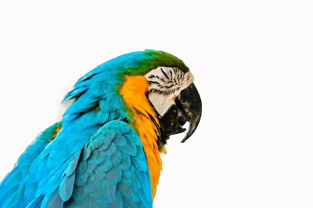 Un gros plan d'un oiseau sur un fond bleu