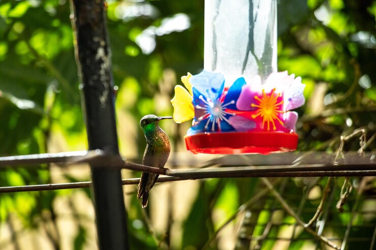 Photo un gros plan d'un oiseau sur un fond flou