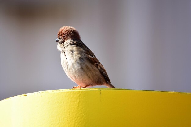 Photo un gros plan d'un oiseau sur un fond flou