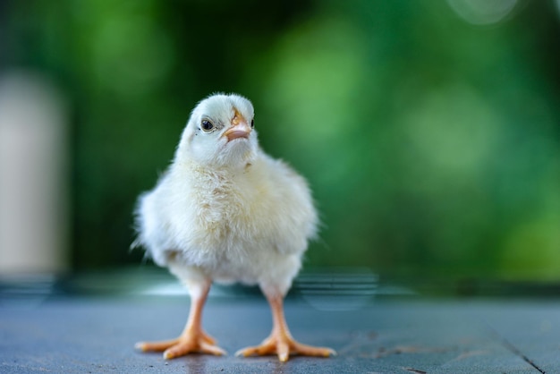 Un gros plan d'un oiseau sur un fond flou