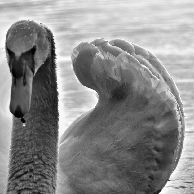 Photo un gros plan d'un oiseau sur un fond flou