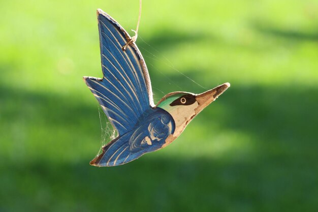 Un gros plan de l'oiseau sur un fond flou