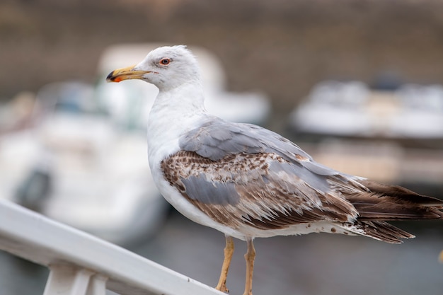 Gros plan d'oiseau mouette sur une marina en regardant les bateaux de pêche.