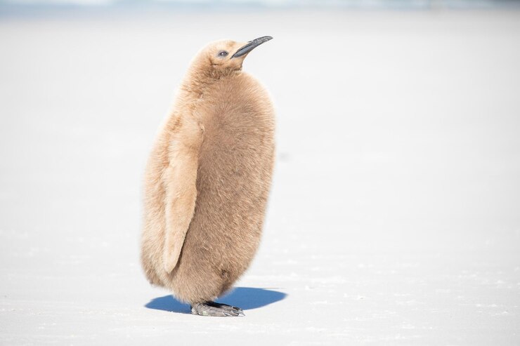 Photo un gros plan d'un oiseau sur la neige