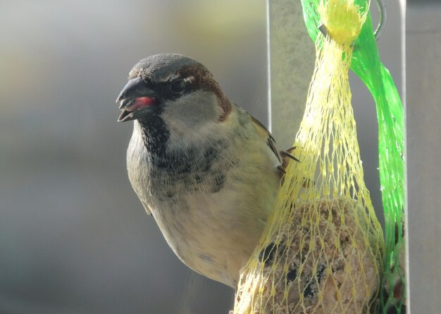 Photo un gros plan d'un oiseau perché sur un alimentateur