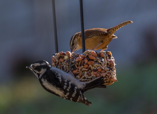 Photo un gros plan d'un oiseau perché sur un alimentateur