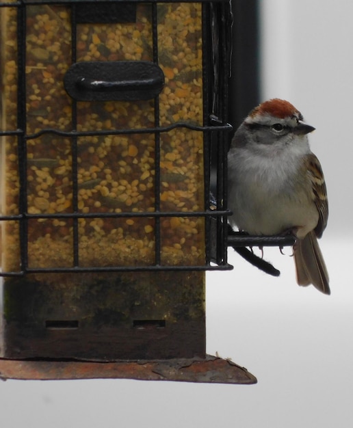 Un gros plan d'un oiseau perché sur un alimentateur