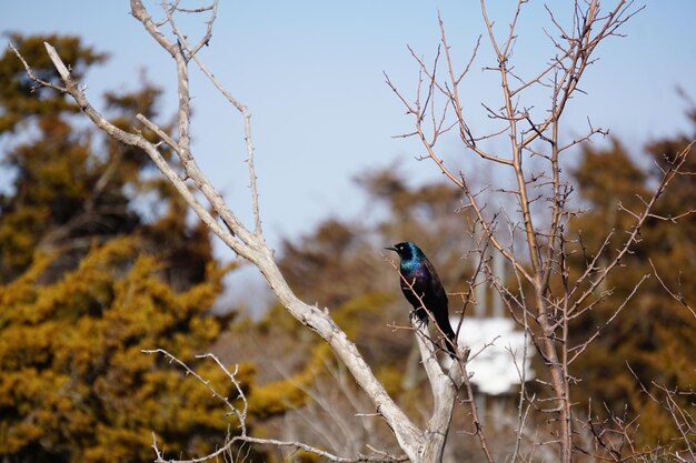 Un gros plan d'un oiseau perché sur un arbre