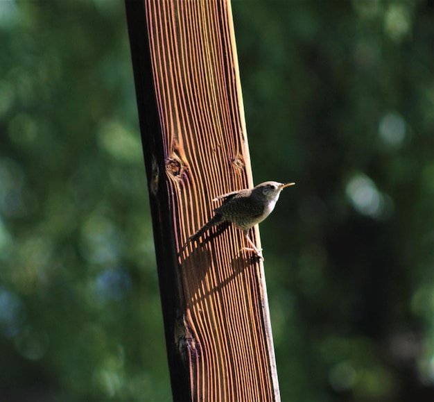 Photo un gros plan d'un oiseau perché sur un arbre