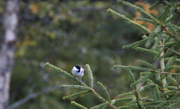 Photo un gros plan d'un oiseau perché sur un arbre