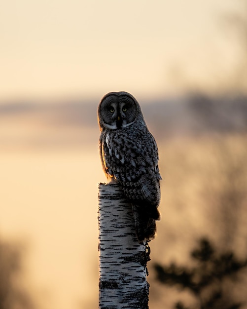 Un gros plan d'un oiseau perché sur un arbre