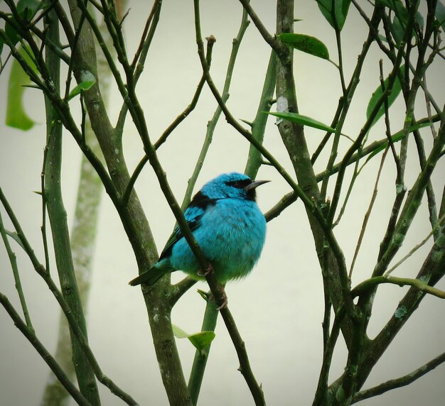 Photo un gros plan d'un oiseau perché sur un arbre