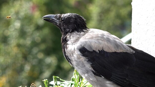 Photo un gros plan d'un oiseau perché sur un arbre