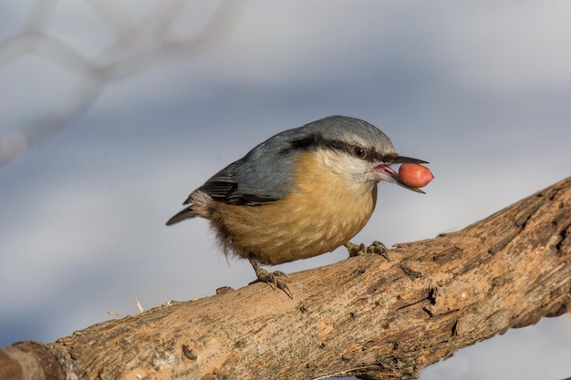 Un gros plan d'un oiseau perché sur un arbre