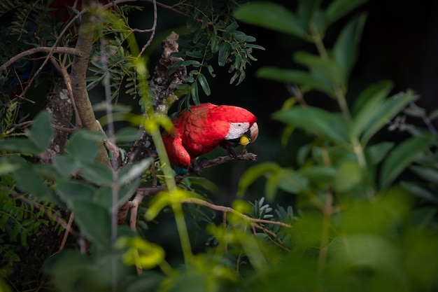 Un gros plan d'un oiseau perché sur un arbre