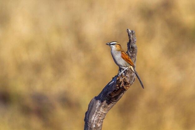 Un gros plan d'un oiseau perché sur un arbre
