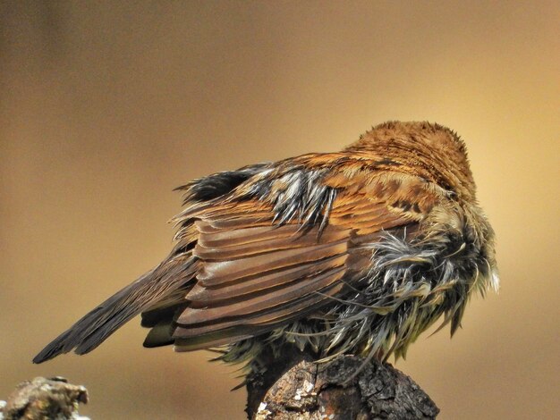 Un gros plan d'un oiseau perché sur un arbre