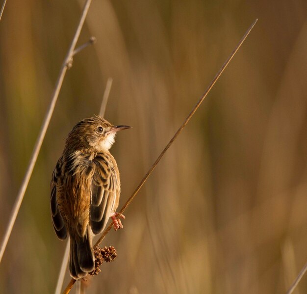 Photo un gros plan d'un oiseau perché sur un arbre