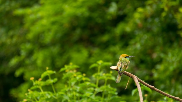 Un gros plan d'un oiseau perché sur un arbre