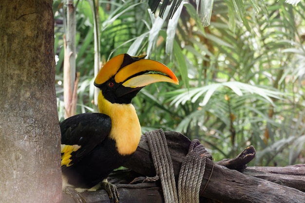 Un gros plan d'un oiseau perché sur un arbre