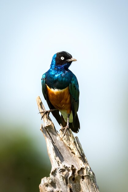 Photo un gros plan d'un oiseau perché sur un arbre