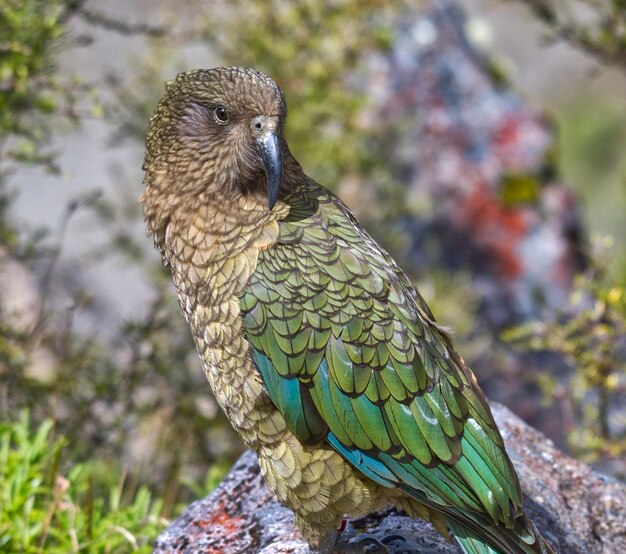 Un gros plan d'un oiseau perché sur un arbre