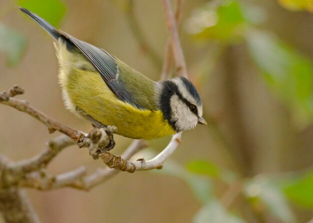 Un gros plan d'un oiseau perché sur un arbre