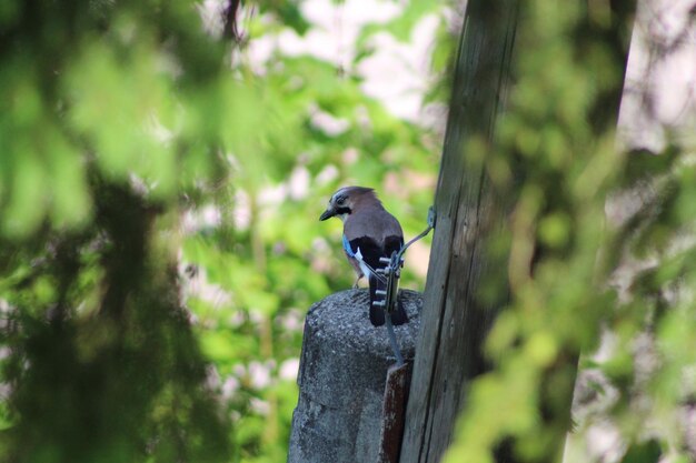 Photo un gros plan d'un oiseau perché sur un arbre